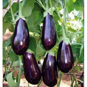 Seminte vinete Veris F1