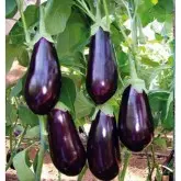 Seminte vinete Veris F1