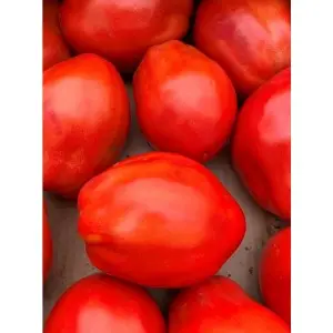 Seminte tomate Cabosse F1