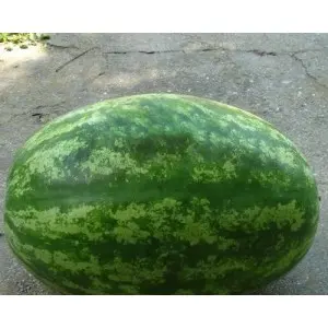 Seminte pepene verde Zodiak F1