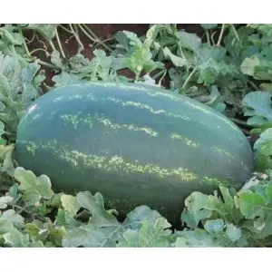 Seminte pepene verde Zodiak F1