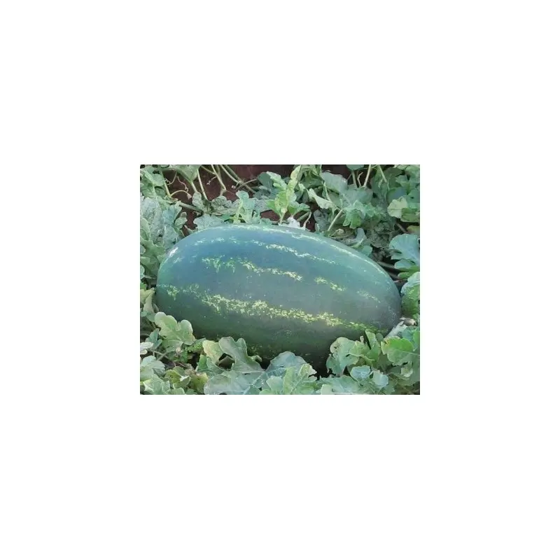 Seminte pepene verde Zodiak F1