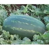 Seminte pepene verde Zodiak F1