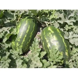 Seminte pepene verde Zodiak F1