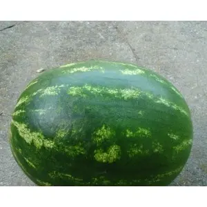 Seminte pepene verde Splendid F1