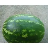 Seminte pepene verde Splendid F1