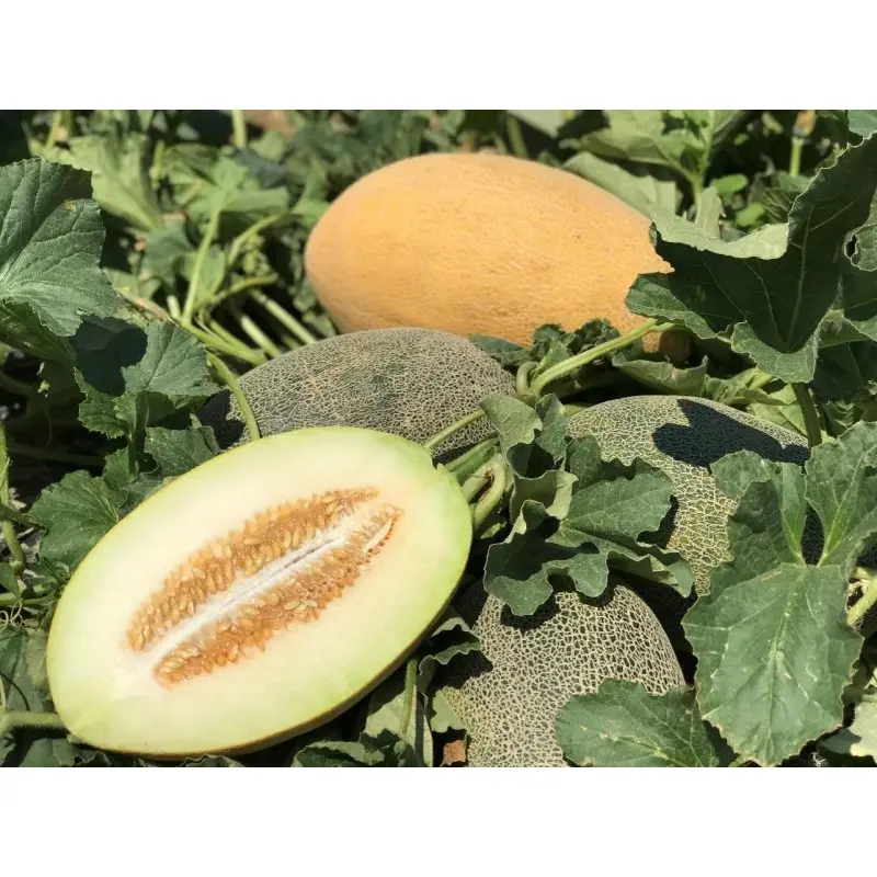 Seminte pepene galben CRX 88109 F1