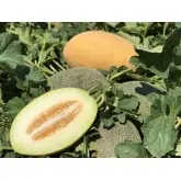 Seminte pepene galben CRX 88109 F1