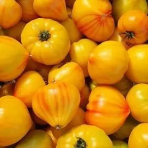 Seminte tomate Gourmansun F1 (HMC44171)