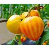 Seminte tomate Gourmansun F1 (HMC44171)