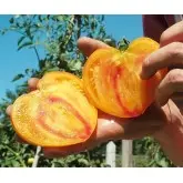 Seminte tomate Gourmansun F1 (HMC44171)