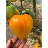 Seminte tomate Gourmansun F1 (HMC44171)