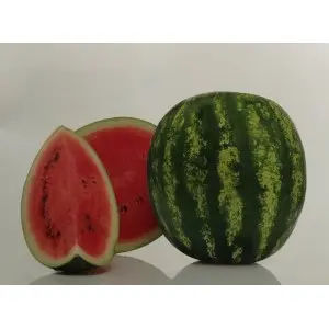 Seminte pepene verde Leonardo F1