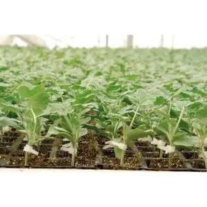 Seminte portaltoi Rootpower F1