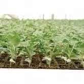 Seminte portaltoi Rootpower F1