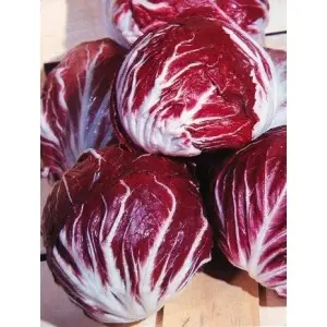 Seminte radicchio rosso Indigo