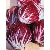 Seminte radicchio rosso Indigo
