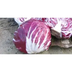Seminte radicchio rosso Indigo