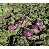 Seminte radicchio rosso Indigo