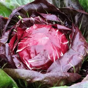 Seminte radicchio rosso Indigo