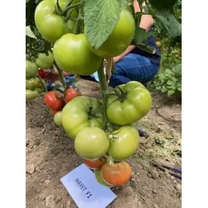 Seminte tomate Hayet F1