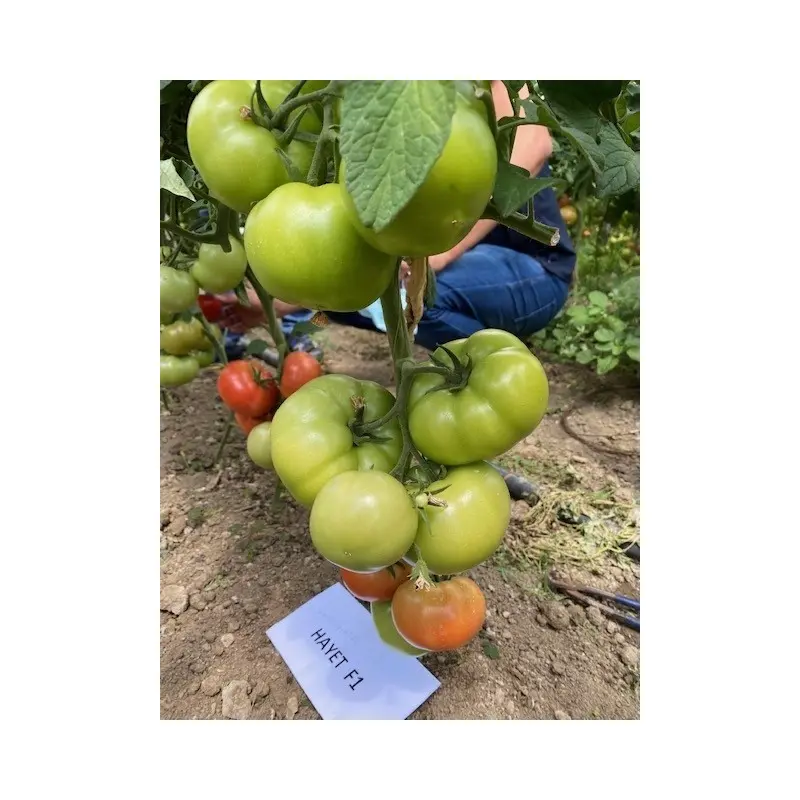 Seminte tomate Hayet F1