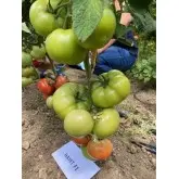 Seminte tomate Hayet F1