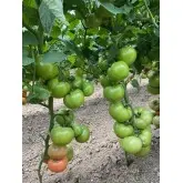 Seminte tomate Hayet F1
