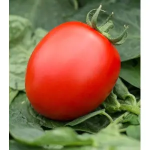 Seminte tomate Volos F1