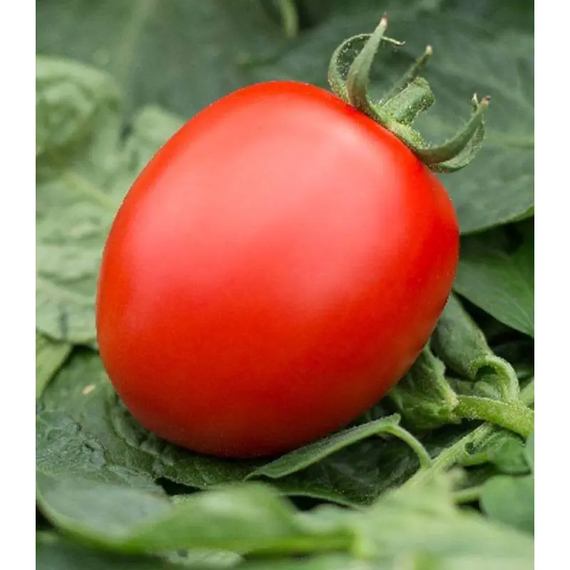 Seminte tomate Volos F1