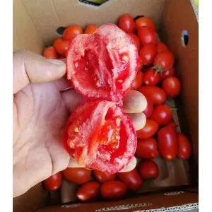 Seminte tomate Volos F1 Seminte tomate Volos F1