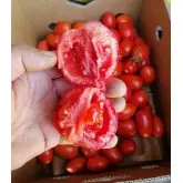 Seminte tomate Volos F1