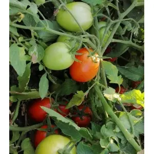 Seminte tomate Volos F1
