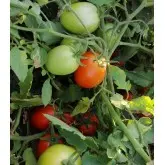 Seminte tomate Volos F1
