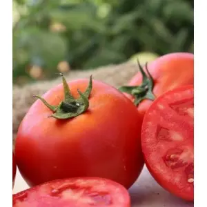 Seminte tomate Godoria F1