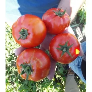 Seminte tomate Godoria F1
