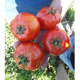 Seminte tomate Godoria F1