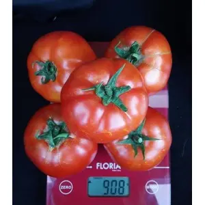 Seminte tomate Godoria F1