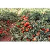Seminte tomate Godoria F1
