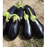 Seminte vinete Canna F1