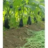 Seminte vinete Canna F1