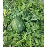 Seminte pepene verde Avallon F1