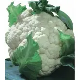 Seminte conopida White Pearl F1