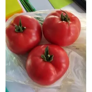 Seminte tomate Pink Lord F1