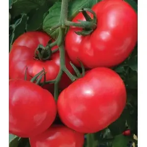 Seminte tomate Pink Lord F1