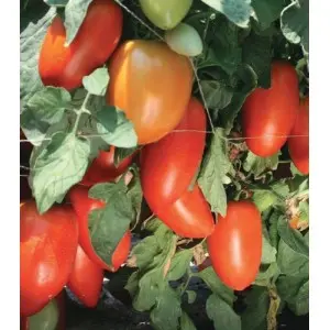 Seminte tomate Tygo F1