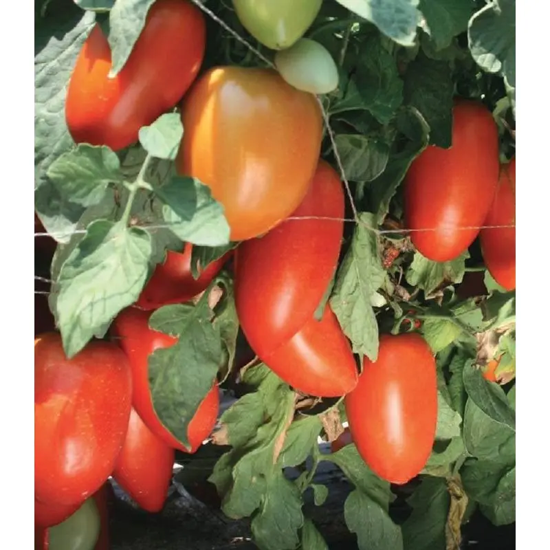 Seminte tomate Tygo F1