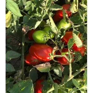 Seminte tomate Tygo F1 Seminte tomate Tygo F1