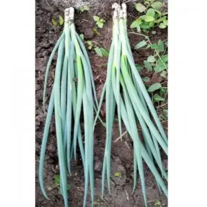 Seminte ceapa verde Rhea F1 Seminte ceapa verde Rhea F1