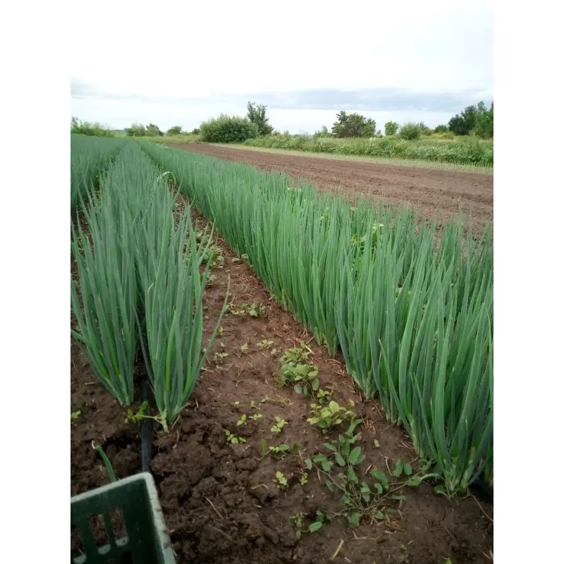 Seminte ceapa verde Rhea F1